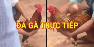 Đá Gà Trực Tiếp Tại 88clb: Tổng Hợp Kiến Thức Đầy Đủ Nhất