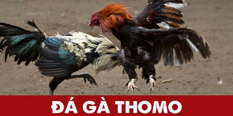 Cách Chơi Đá Gà Thomo Hôm Nay Tỷ Lệ Thắng 99% Tại 88clb