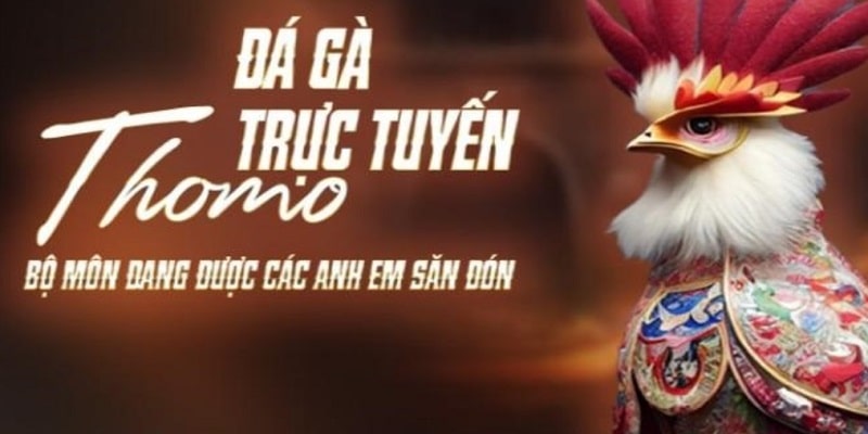 Chơi đá gà thomo hôm nay trực tuyến